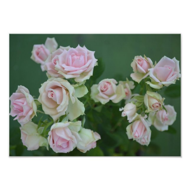 Foto Hermosos rosas de jardín rosa claro (Frente)