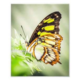 Foto Hermosos secretos naturales de mariposas