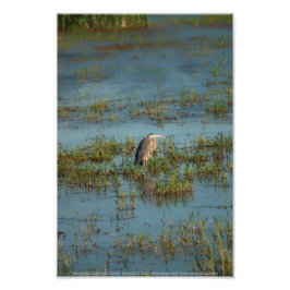 Foto Heron 6937