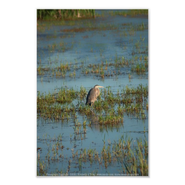Foto Heron 6937 (Frente)