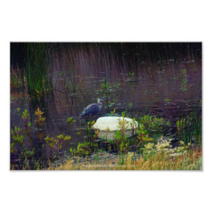Foto Heron P9687