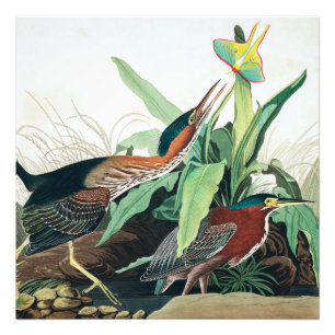 Foto Heron verde por John James Audubon