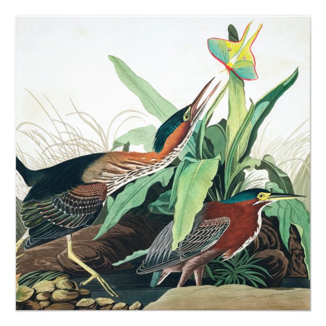 Foto Heron verde por John James Audubon (Frente)