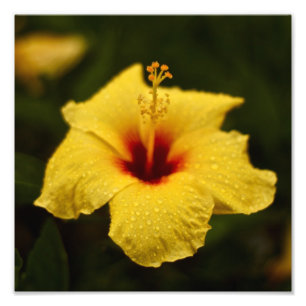 Foto Hibisco del día lluvioso