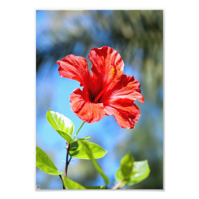 Foto Hibisco Rojo (Frente)