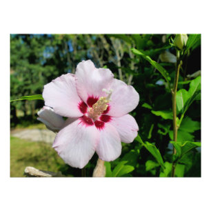 Foto Hibiscus