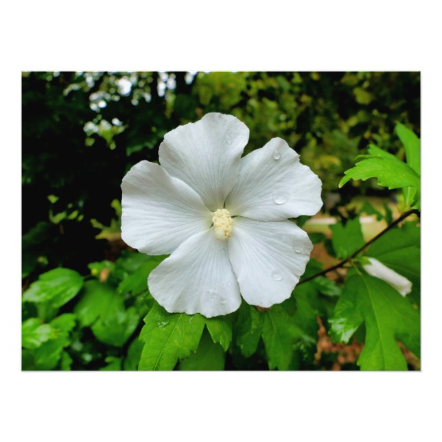 Foto Hibiscus (Frente)