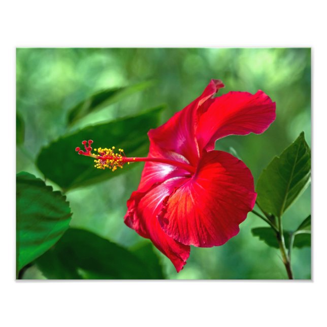 Foto Hibiscus Blossom (Frente)
