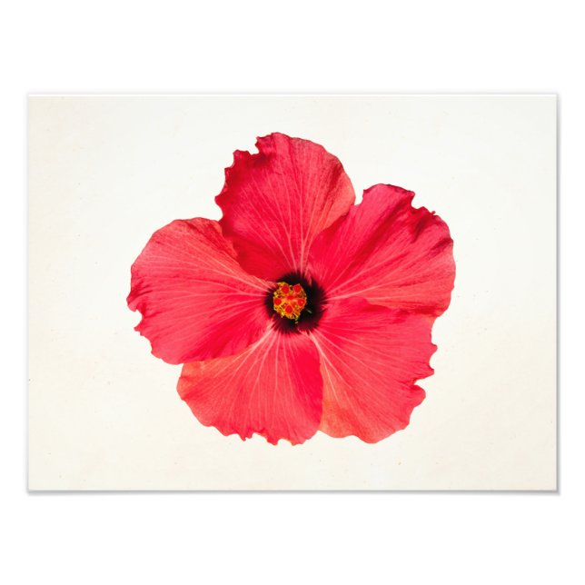 Foto Hibiscus - Flor trópica caliente personalizada (Frente)