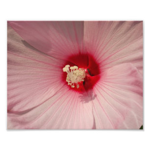 Foto Hibiscus Flower Photo Kodak Professional Print