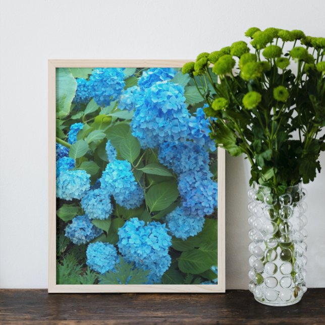 Foto Hidrangea azul florecimiento floral (In Situ Framed)