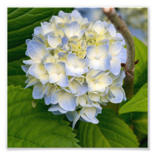 Foto Hidrangea Flower