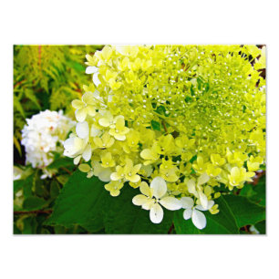 Foto Hidrangea Limelight Verde Chartreuse Elegante