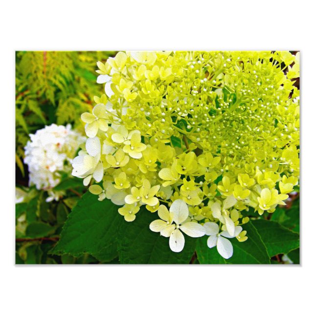Foto Hidrangea Limelight Verde Chartreuse Elegante (Frente)