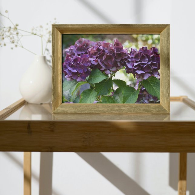 Foto Hidrangea Violeta Roja Blooms Floral (In Situ Framed)