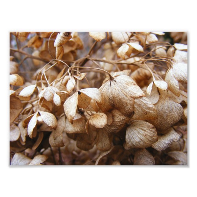 Foto Hidrangeas de febrero (Frente)