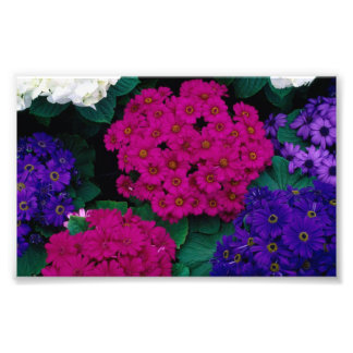 FOTO HIDRANGEAS PURPLES DE ROSA OSCURA FLORES BELLEZA N