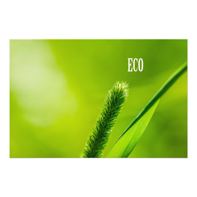 Foto Hierba Verde Y Sol - Eco (Frente)