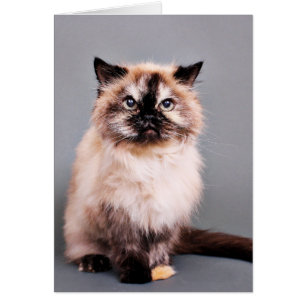 Foto Himalayan del retrato del gato de la tortuga