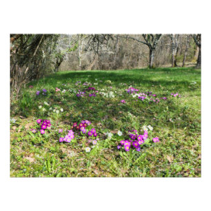 Foto Hinchera de la primavera