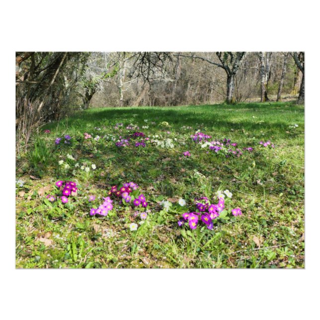 Foto Hinchera de la primavera (Frente)