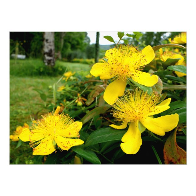 Foto Hipericum calycinum (Frente)