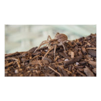 Hogna Carolinensis - Wolf Spider