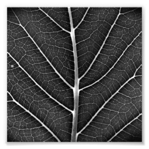 Foto Hoja brillante en blanco y negro en primer plano