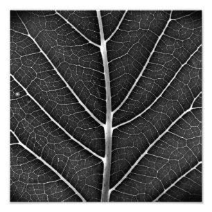 Foto Hoja brillante en blanco y negro en primer plano