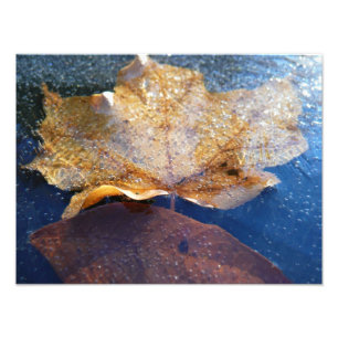 Foto Hoja de Arce Amarillo Congelada Otoño Naturaleza