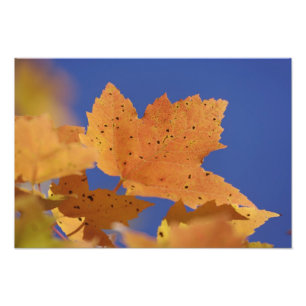 Foto Hoja de arce de otoño y cielo azul, Blanco