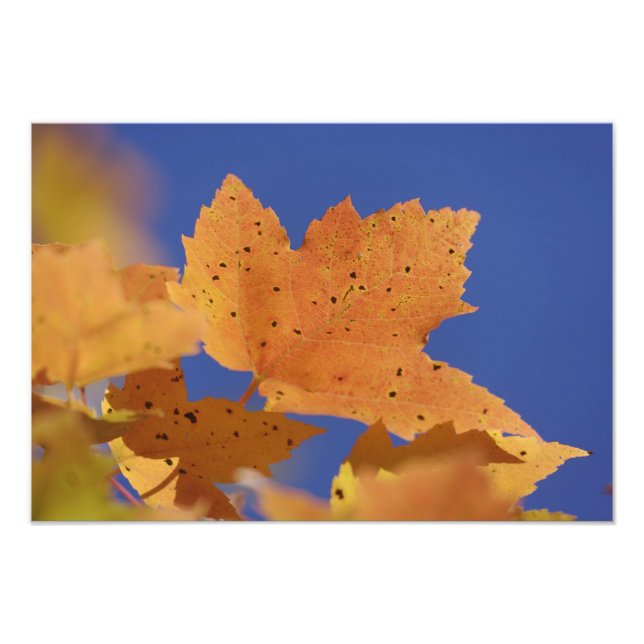 Foto Hoja de arce de otoño y cielo azul, Blanco (Frente)