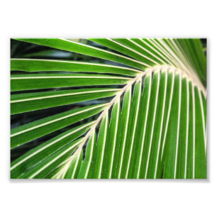 Foto Hoja de palma verde abstracta