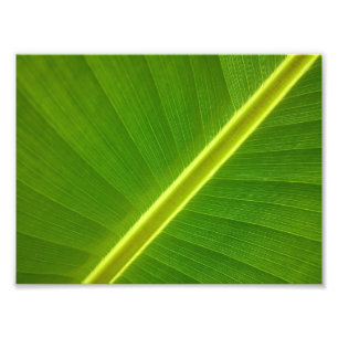 Foto Hoja de Plátano Macro