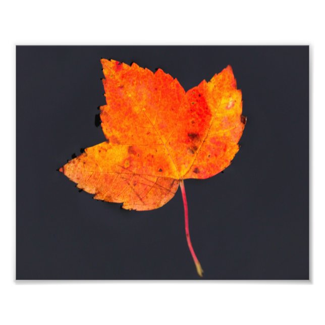 Foto Hoja dorada del otoño (Frente)