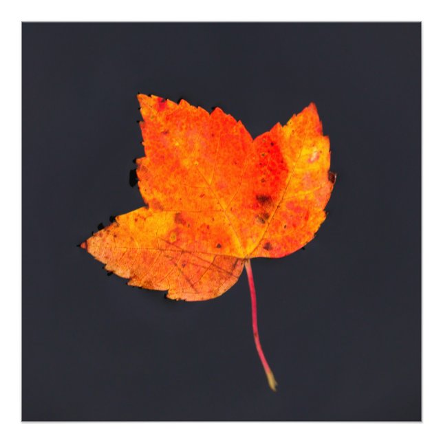Foto Hoja dorada del otoño (Frente)
