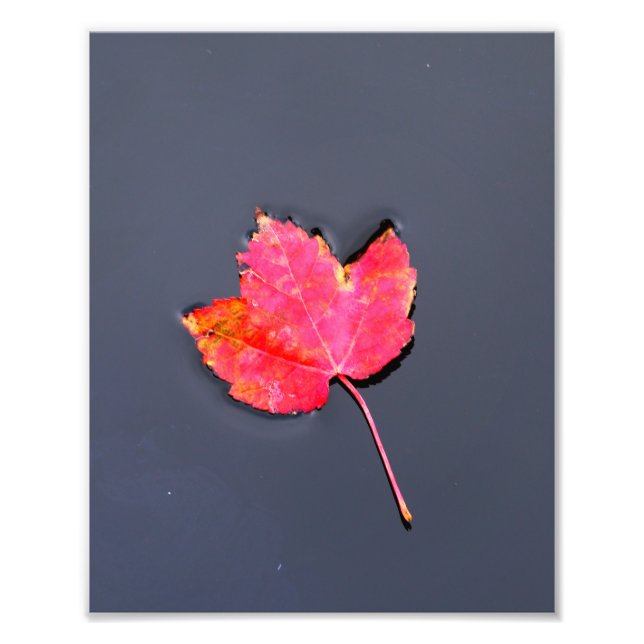 Foto Hoja roja al costado (Frente)