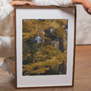 Foto Hojas Botánicas de Arce Japonés Amarillo Dorado