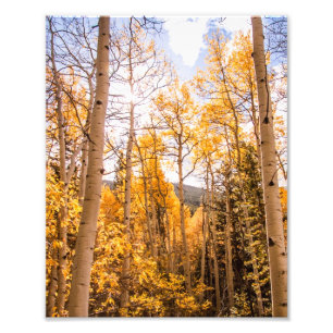 Foto Hojas brillantes de Aspen de la caída