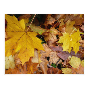 Foto Hojas de Arce Caídas Amarillas Otoño Naturaleza