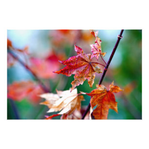 Foto Hojas de arce japonesas majestuosas