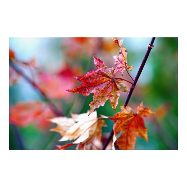 Foto Hojas de arce japonesas majestuosas (Frente)