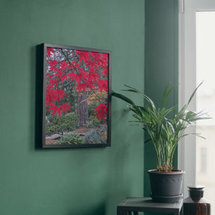 Foto Hojas de Arce Rojo en un Jardín Japonés