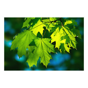 Foto Hojas de arce verde fresco