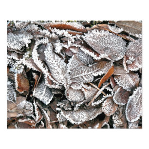 FOTO HOJAS DE INVIERNO