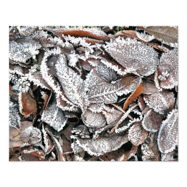 FOTO HOJAS DE INVIERNO (Frente)