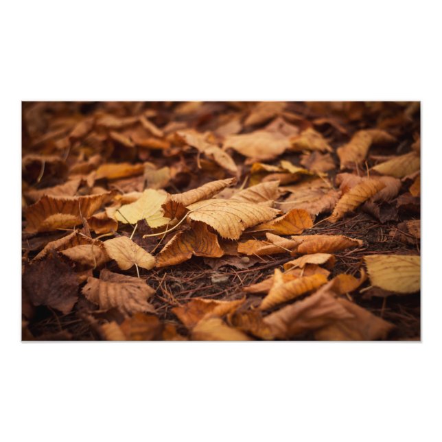 Foto Hojas de otoño (Frente)