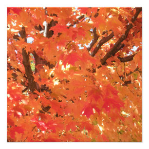 Foto Hojas de otoño 1
