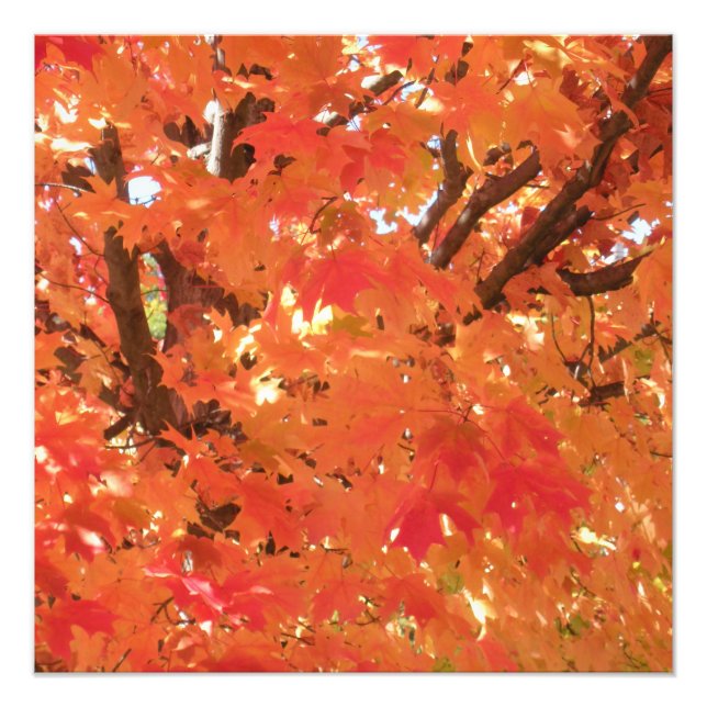 Foto Hojas de otoño 1 (Frente)