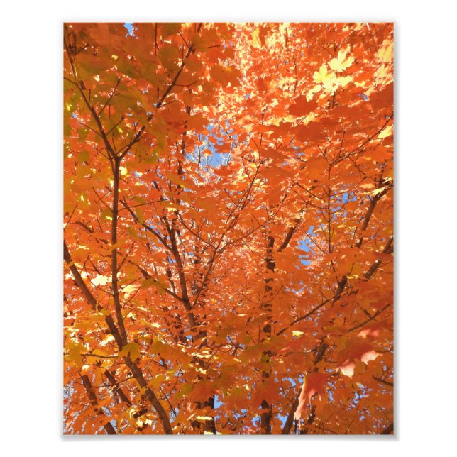 Foto Hojas de otoño del Naranja bonito (Frente)